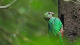 Resplendent Quetzal