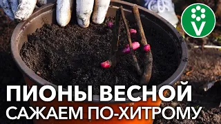 ПОСАДКА ПИОНОВ ВЕСНОЙ: если нельзя, но очень хочется