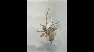 Spider Fight yung marka pala ang target