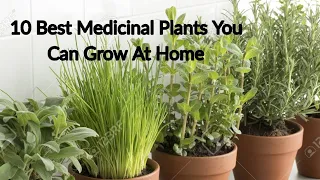 10 Best Medicinal Plants You Can Grow At Home