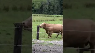 Bull Gets Triggered By Electric Fence. #livestock #shorts