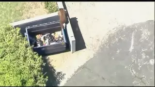 Bear cubs go dumpster diving