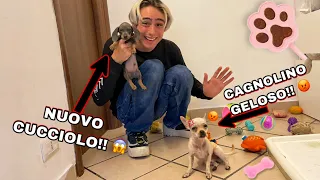 IL NOSTRO CAGNOLINO È GELOSO DEL NUOVO CUCCIOLO!! *lo vuole cacciare di casa*