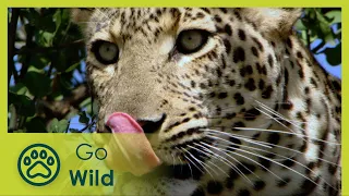 Wild Nairobi - Go Wild