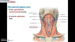Overview of Head Exterior (Main veins of Head and Neck) - Dr. Ahmed Farid