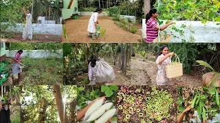 அம்மா வீட்டுக்கு கிளம்பின போதுங்க ஒரு மூட்டை காய்கறி அறுவடை பண்றது/Fig harvesting🍀vegetables garden