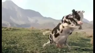 Vaca kunfu😂😂