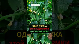 Одна ложка под огурцы и урожай будет огромным: секретная подкормка #огород #огурцы #подкормка #дача