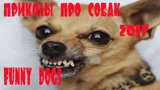 Очень Смешные собаки Приколы про собак Funny Dogs 2017