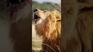 Angry lion roaring to hunt #short