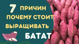 Семь причин почему стоит выращивать батат. Анонс "Школа бататовода"