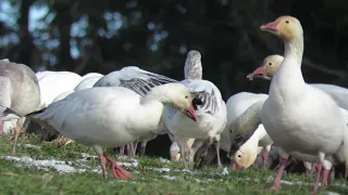 Snow geese on one tree hill