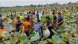 tribal village fishing hunting #warangal🐠🐟 గిరిజన  గ్రామాలు చాపలు పట్టుట సాదిరెడ్డిపల్లి చెరువు🐠🐟