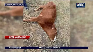 Спецотряд ветеринаров прибыл в село, где массово гибнет скот