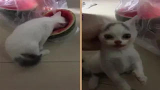 Cute Cat Eating Watermelon