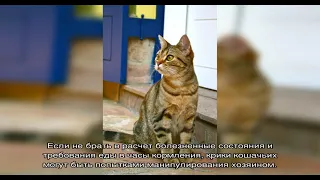 Как отучить кошку мяукать