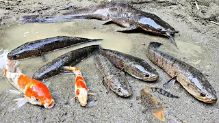 Tangkap ikan lele raksasa masuk dalam lubang, ikan channa, ikan gabus, ikan hias, ikan molly, buaya.