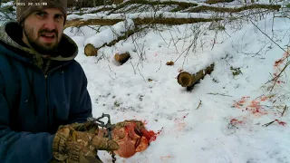 Making A Coyote Set Over Deer Gut Pile