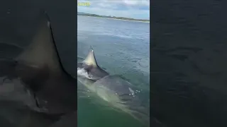 TUBARÃO BRANCO ATACA BARCO em ALTO MAR #shorts