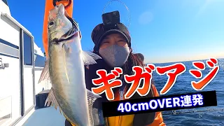 【アジ釣り】冬の脂の乗った40cm超えのギガアジを釣って思う存分堪能する！相模湾のビシアジ釣り【洋征丸】【アジ泳がせ】