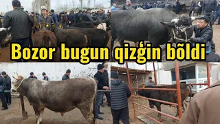 Tergachi mol bozori yosh boqma va semiz buqalar narhlari 22.03.2024yil