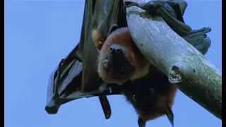 Mating Fruit Bats | Wild Indonesia | BBC Earth