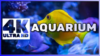 The best relaxing aquarium in 4K UHD 🐠 Anti-stress music, relaxation and meditation piano music.