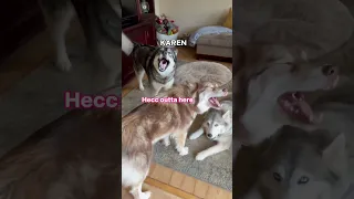 It’s Farken Friday 🗣️🎶🎶 #funnydogvideos #huskylovers  #howling #funnyanimals