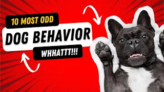 Weird Dog Habits | Odd dog behavior explained | Strange dog behavior explained -this will shock you!