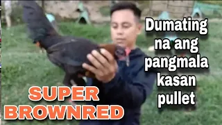 Dumating na ang ating Pang malakasan na Pullet Super Brownred