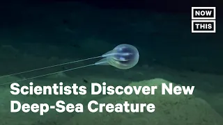 Scientists Discover New Deep-Sea Creature | NowThis
