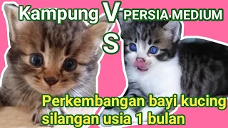 Perkembangan bayi kucing silangan usia 1 bln kampung vs kucing persia medium //miu meow