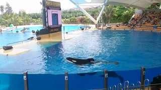 Orca Ocean - Loro Parque, Puerto de la Cruz, Tenerife, Canary Islands Show in Full