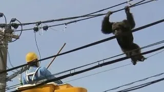 Chimpanzee makes daring escape before being tranquilized