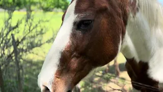 Horses on a sunny day