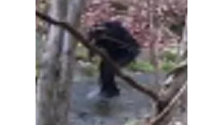 Alleged Sasquatch Sighting in Laurel, Md