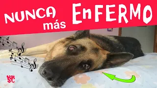 Música Altamente curativa para SANAR Perros ENFERMOS, Música SANADORA para Perros ENFERMOS