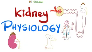 Kidney Physiology High-Yields | Quick Review