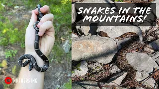 Milksnakes, Rattlesnakes, and Bears, Oh My! Snake Hunting North Georgia's Blue Ridge in August