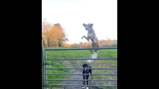 Astonishing moment: Dog jumps over a steel gate