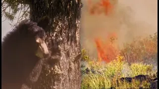 Wildfire Panic | Big Sky Bears | BBC Earth