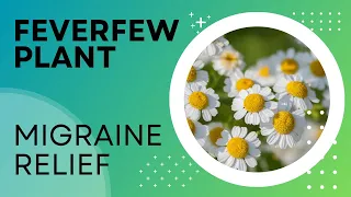 Feverfew Plant, Better than Meds for Getting Rid of Migraines?