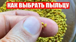 Пчелиная Пыльца Как Выбрать свежую и полезную