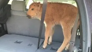 Bison calf euthanized after humans put it in car