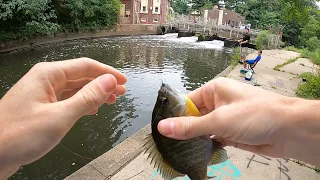 Tenkara Fly Fishing In New Jersey For Panfish At a Spillway, Creek, And a Pond Plus A New Species