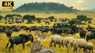 4K African Wildlife : The World's Greatest Migration from Tanzania to Kenya With Real Sounds