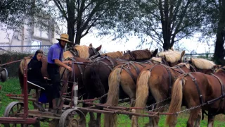 Amish