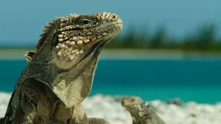 Wild Cuba: A Caribbean Journey - Trailer 2021