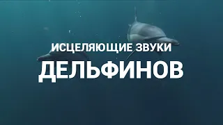 Исцеляющие звуки дельфинов 🐬 | Под водой 🤿 | Звуки природы 🌎