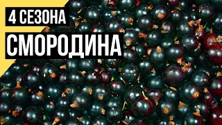 Четыре сезона. Уход за смородиной летом. Несколько слов о крыжовнике и малине